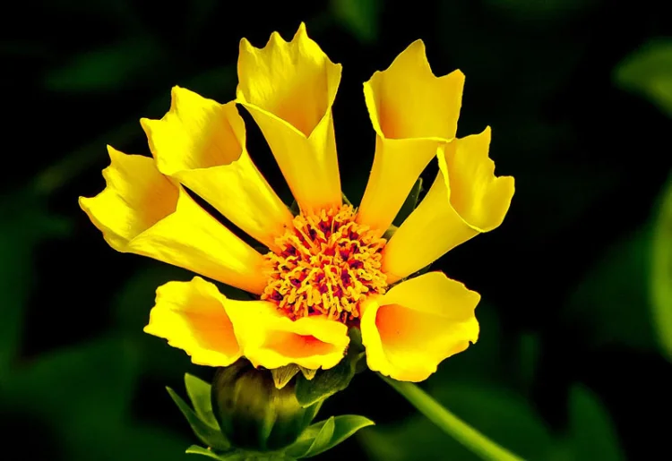 Curabitur a felis in nunc